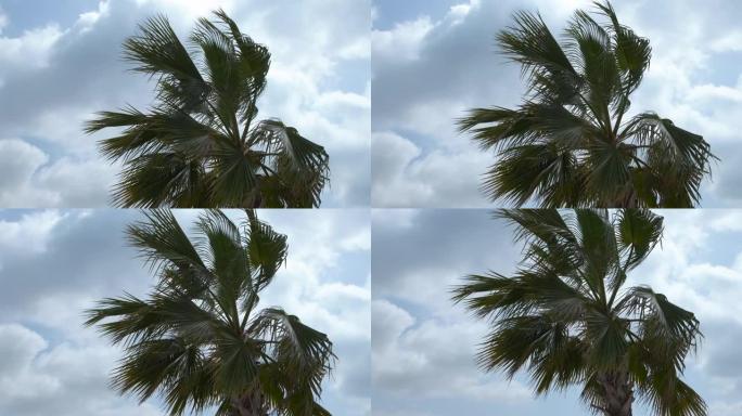 棕榈树的树冠在风中摇摇着。