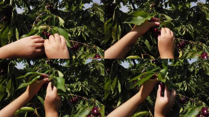 女性的手从樱桃树上采摘成熟的红色樱桃