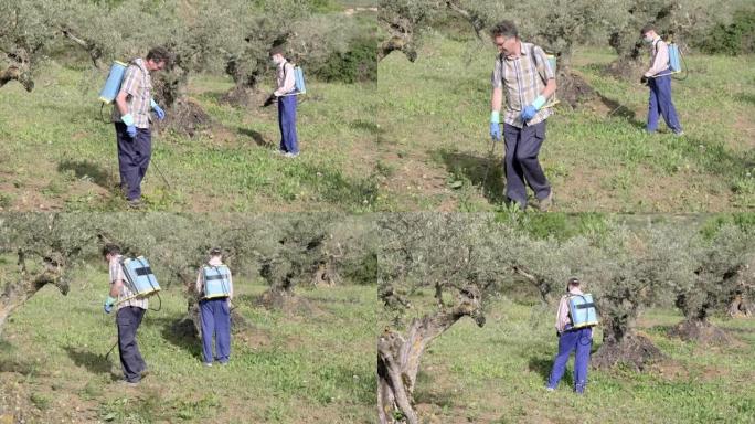 两个农业工作者在橄榄树田里喷洒除草剂。