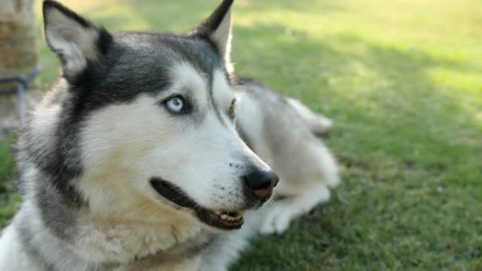 一只灰色沙哑的狗躺在草地上。