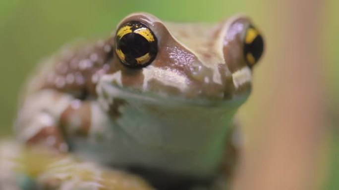 任务金眼树蛙或亚马逊乳蛙 (Trachycephalus resinifictrix) 是树栖蛙的一
