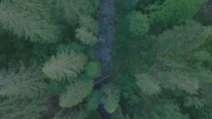 垂直空中无人机在黄昏时拍摄穿过森林的溪流