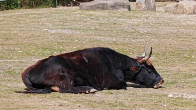 Aurochs，Bos primigenius taurus，国内的高地牛