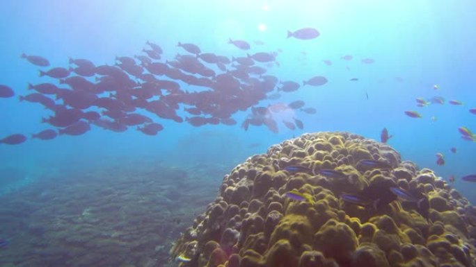 珊瑚礁附近一群背鱼的水下视图