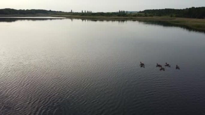 Water Wild birds ducks are swimming on Lake water 