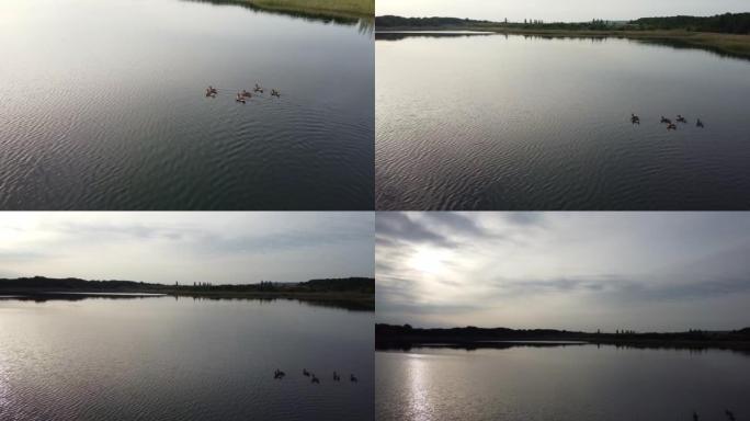 Water Wild birds ducks are swimming on Lake water 