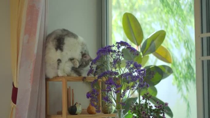 西伯利亚猫梳理和休息