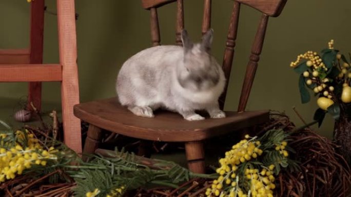 复活节装饰中的兔子特写。复活节和春天的快乐概念