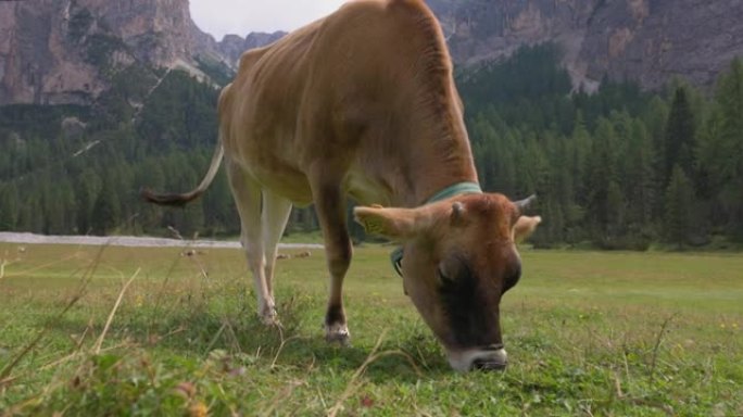 在意大利白云岩和阿尔卑斯山放牧的奶牛