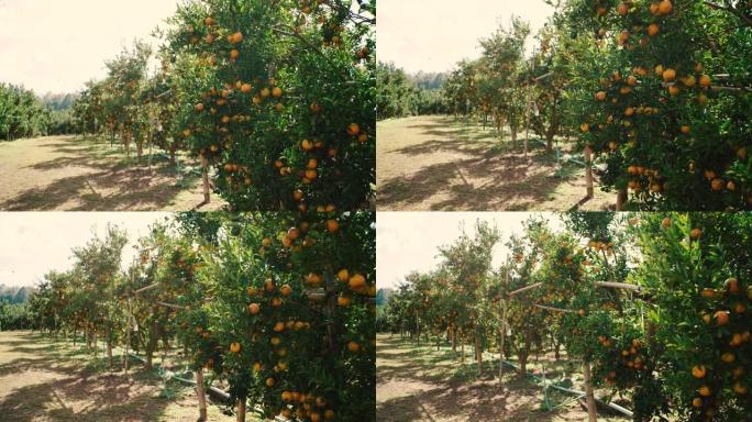 橙色果园，没有人。