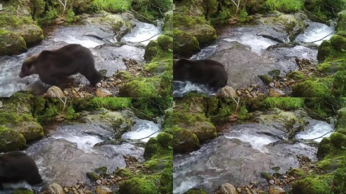 一只熊穿过森林溪流的跟踪摄像头镜头