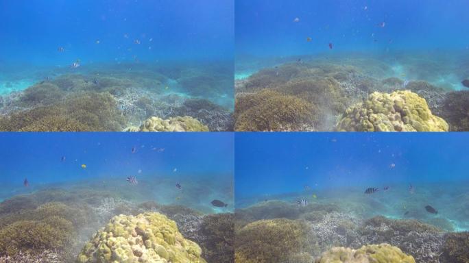 珊瑚礁附近一群鱼的水下视图