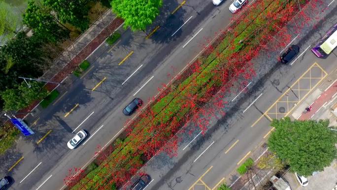 城市绿化 街道绿化 马路绿化 生态城市