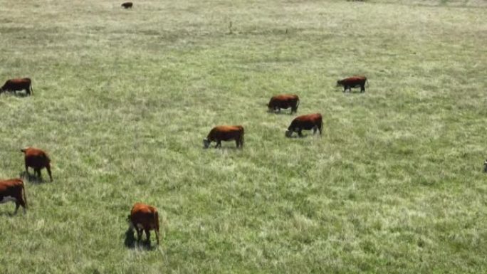 在绿草上放牧的奶牛的无人机空中飞行视图。西加利福尼亚的农业和粮食生产