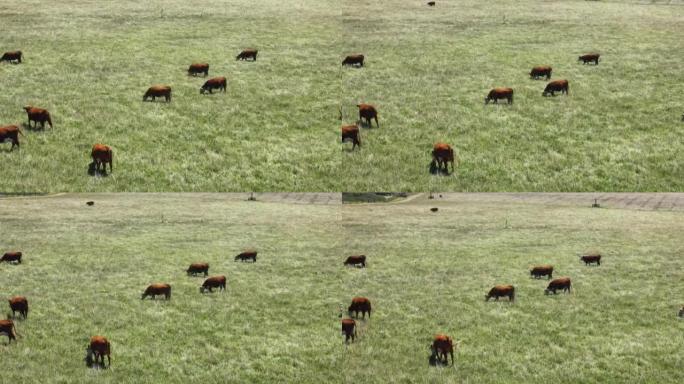 在绿草上放牧的奶牛的无人机空中飞行视图。西加利福尼亚的农业和粮食生产