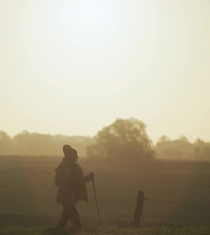 老人北欧行走在绿色草地上，晨露在升起的金色太阳下垂直视频