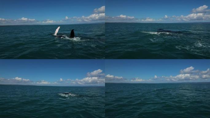 两只座头鲸在水中旋转的特写-母亲和太阳