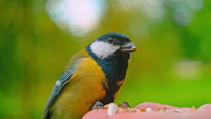 SLO MO LD Great Tit从手中夺走种子并飞走