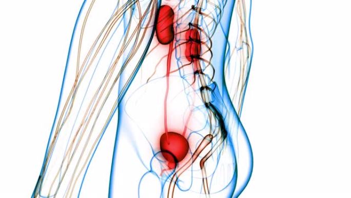 具有膀胱解剖动画概念的人类泌尿系统肾脏