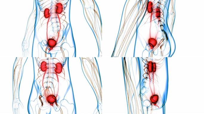 具有膀胱解剖动画概念的人类泌尿系统肾脏