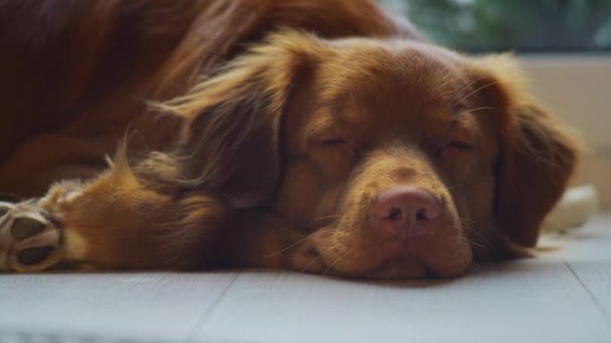 可爱的纯种新斯科舍省鸭子收费猎犬在家里。在地毯上放松。入睡，关闭鼻子