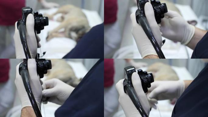 兽医戴着手套的手拿着内窥镜。医生在手术室对宠物进行内窥镜检查。兽医内窥镜的概念。