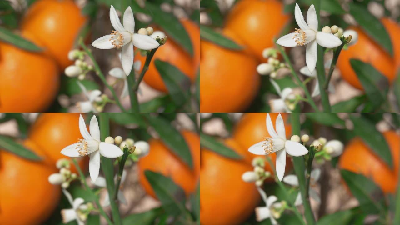 橙色的花朵在水果的背景下在树枝上swways