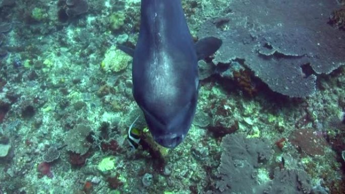 海洋翻车鱼 (mola-mola) 从一侧到另一侧