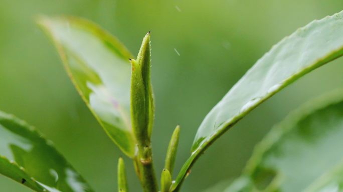 雨茶