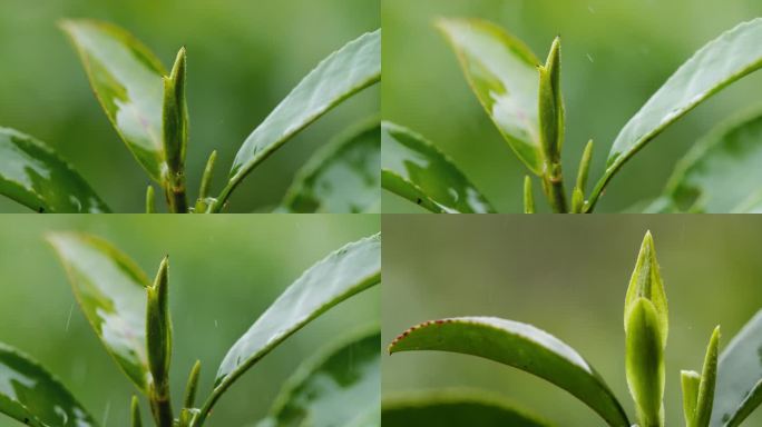 雨茶