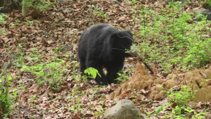 印度中部亚洲森林的户外野生动物狩猎活动中，懒熊或灰熊忙着从土堆上吃白蚁，这是一种具有攻击性和易受伤害