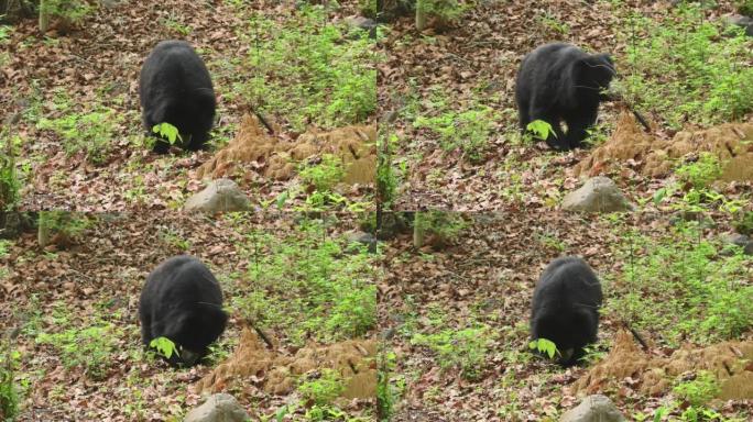印度中部亚洲森林的户外野生动物狩猎活动中，懒熊或灰熊忙着从土堆上吃白蚁，这是一种具有攻击性和易受伤害