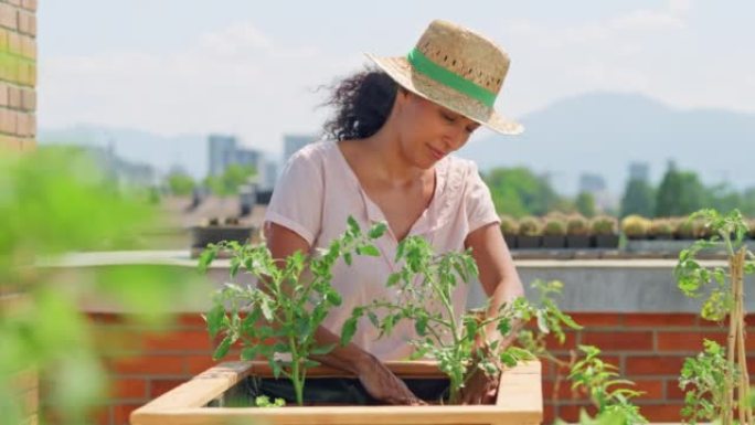 SLO MO DS女人将西红柿种到屋顶上的高床上