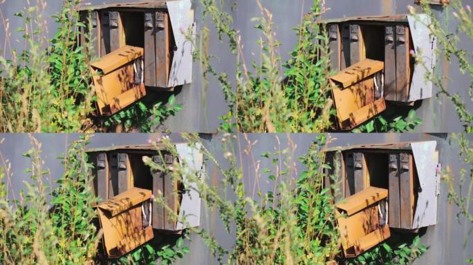 一个旧的俄罗斯蓝绿色金属邮筒，从容器中取出一个橙色生锈的盒子。高高的草丛在邮筒前摇曳，昆虫在飞舞