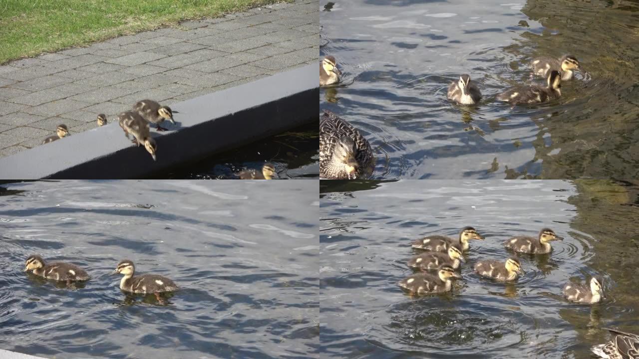可爱的小鸭子在它们母亲附近的水中玩耍。
