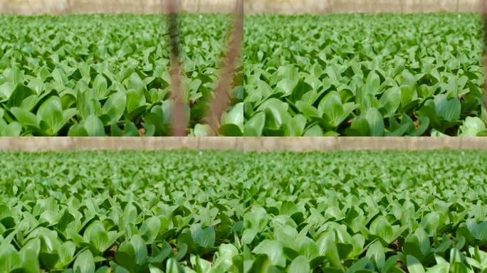 现代农业 农业大棚 蔬果大棚农场绿色蔬