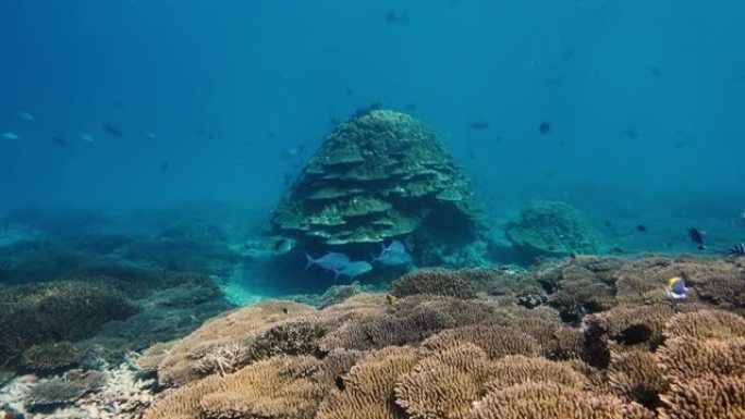 暗礁附近海洋生物的水下视图