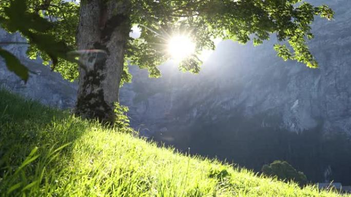 山地草甸的阳光斑驳的树叶和草的风景