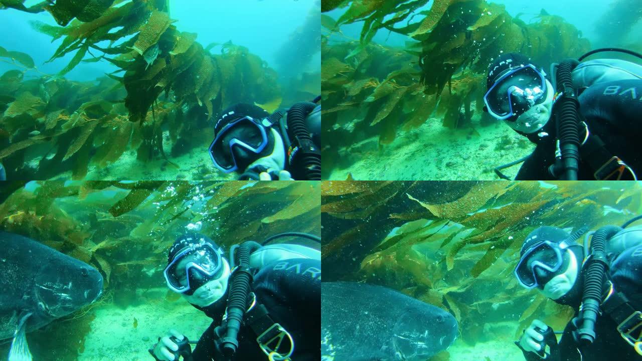 五颜六色的鱼在碧绿的水中游泳。潜水员在海洋中的巨大海带森林中观看巨大的黑鲈鱼