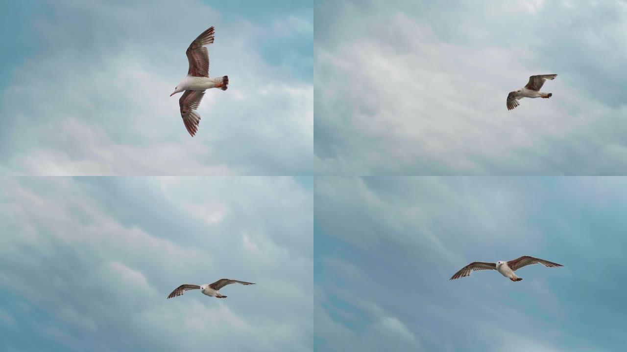海鸥在风的气流中飞行