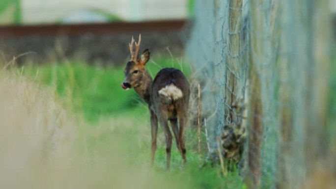 栅栏附近的小鹿的细节照片
