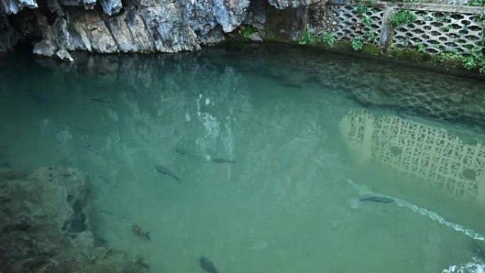 泰国清莱省Tham Pla洞穴庙前的河中生活着各种鱼类。