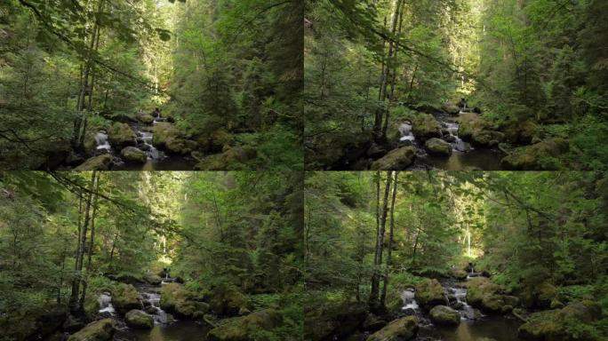流经茂密森林的溪流的详细视图