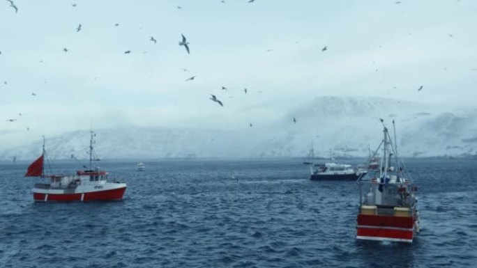 渔民在北极海捕捞skrei鳕鱼
