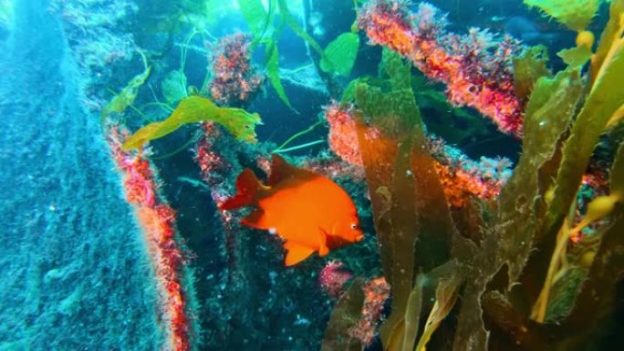 五颜六色的鱼在碧绿的水中游泳。橙色加里波第鱼在海洋中的巨型海带森林中游泳