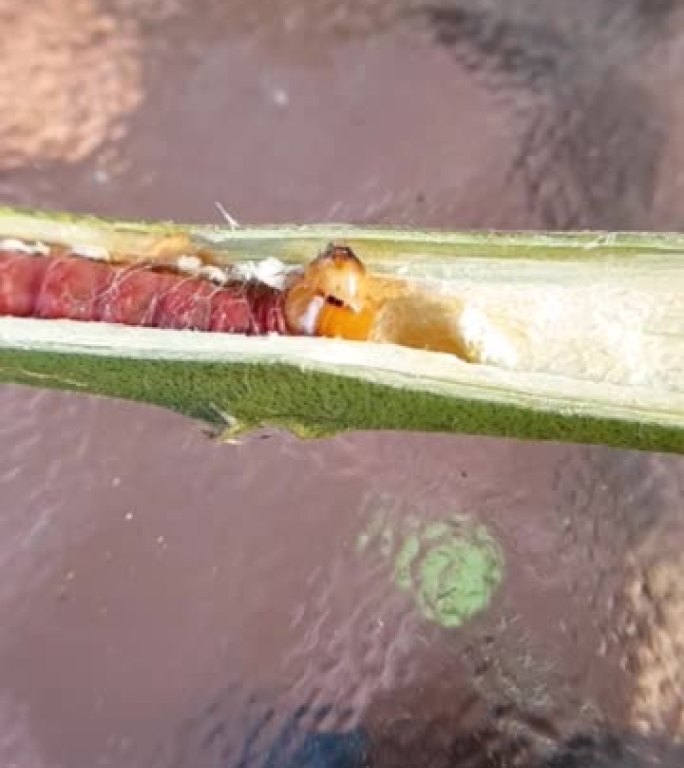 鳄梨蛀虫 (Zeuzera coffeae) 在越南的柑橘树枝上受伤。