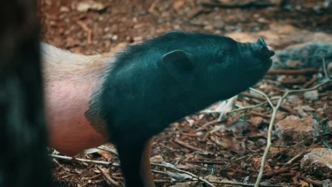 森林中野猪的细节照片