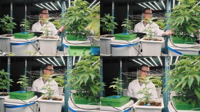 科学家检查温室中的大麻植物，用于草药替代药物和cbd石油生产
