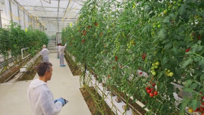 CS温室研究技术员监督番茄的生长