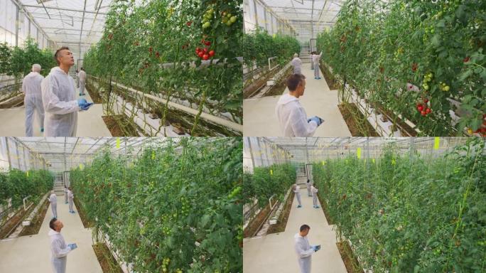 CS温室研究技术员监督番茄的生长